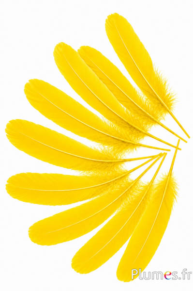 Oca - 15-21 cm - giallo